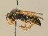  ( - BC ZSM HYM 19384)  @14 [ ] CreativeCommons - Attribution Non-Commercial Share-Alike (2015) Unspecified SNSB, Zoologische Staatssammlung Muenchen