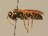  ( - BC ZSM HYM 19387)  @14 [ ] CreativeCommons - Attribution Non-Commercial Share-Alike (2015) Unspecified SNSB, Zoologische Staatssammlung Muenchen