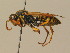  ( - BC ZSM HYM 19389)  @14 [ ] CreativeCommons - Attribution Non-Commercial Share-Alike (2015) Unspecified SNSB, Zoologische Staatssammlung Muenchen