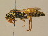  ( - BC ZSM HYM 19391)  @14 [ ] CreativeCommons - Attribution Non-Commercial Share-Alike (2015) Unspecified SNSB, Zoologische Staatssammlung Muenchen