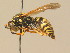  ( - BC ZSM HYM 19393)  @14 [ ] CreativeCommons - Attribution Non-Commercial Share-Alike (2015) Unspecified SNSB, Zoologische Staatssammlung Muenchen