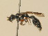  ( - BC ZSM HYM 19426)  @13 [ ] CreativeCommons - Attribution Non-Commercial Share-Alike (2015) Unspecified SNSB, Zoologische Staatssammlung Muenchen