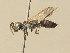  (Liris opalipennis - BC ZSM HYM 19454)  @14 [ ] CreativeCommons - Attribution Non-Commercial Share-Alike (2015) Unspecified SNSB, Zoologische Staatssammlung Muenchen