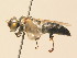 (Tachysphex albocinctus - BC ZSM HYM 19491)  @14 [ ] CreativeCommons - Attribution Non-Commercial Share-Alike (2015) Unspecified SNSB, Zoologische Staatssammlung Muenchen