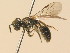  ( - BC ZSM HYM 19551)  @13 [ ] CreativeCommons - Attribution Non-Commercial Share-Alike (2015) Unspecified SNSB, Zoologische Staatssammlung Muenchen