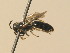  ( - BC ZSM HYM 19557)  @12 [ ] CreativeCommons - Attribution Non-Commercial Share-Alike (2015) Unspecified SNSB, Zoologische Staatssammlung Muenchen
