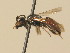  ( - BC ZSM HYM 19563)  @12 [ ] CreativeCommons - Attribution Non-Commercial Share-Alike (2015) Unspecified SNSB, Zoologische Staatssammlung Muenchen