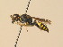  ( - BC ZSM HYM 19567)  @13 [ ] CreativeCommons - Attribution Non-Commercial Share-Alike (2015) Unspecified SNSB, Zoologische Staatssammlung Muenchen