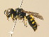  ( - BC ZSM HYM 19568)  @14 [ ] CreativeCommons - Attribution Non-Commercial Share-Alike (2015) Unspecified SNSB, Zoologische Staatssammlung Muenchen