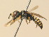  (Ectemnius dives - BC ZSM HYM 19569)  @14 [ ] CreativeCommons - Attribution Non-Commercial Share-Alike (2015) Unspecified SNSB, Zoologische Staatssammlung Muenchen