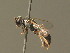  ( - BC ZSM HYM 19603)  @11 [ ] CreativeCommons - Attribution Non-Commercial Share-Alike (2015) Unspecified SNSB, Zoologische Staatssammlung Muenchen