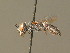  ( - BC ZSM HYM 19611)  @11 [ ] CreativeCommons - Attribution Non-Commercial Share-Alike (2015) Unspecified SNSB, Zoologische Staatssammlung Muenchen