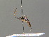  ( - BC ZSM HYM 19681)  @13 [ ] CreativeCommons - Attribution Non-Commercial Share-Alike (2015) Unspecified SNSB, Zoologische Staatssammlung Muenchen