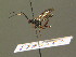  ( - BC ZSM HYM 19694)  @11 [ ] CreativeCommons - Attribution Non-Commercial Share-Alike (2015) Unspecified SNSB, Zoologische Staatssammlung Muenchen