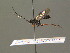  ( - BC ZSM HYM 19696)  @13 [ ] CreativeCommons - Attribution Non-Commercial Share-Alike (2015) Unspecified SNSB, Zoologische Staatssammlung Muenchen