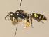  ( - BC ZSM HYM 19860)  @11 [ ] CreativeCommons - Attribution Non-Commercial Share-Alike (2015) Unspecified SNSB, Zoologische Staatssammlung Muenchen