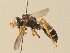  ( - BC ZSM HYM 19873)  @13 [ ] CreativeCommons - Attribution Non-Commercial Share-Alike (2015) Unspecified SNSB, Zoologische Staatssammlung Muenchen