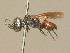  ( - BC ZSM HYM 19881)  @13 [ ] CreativeCommons - Attribution Non-Commercial Share-Alike (2015) Unspecified SNSB, Zoologische Staatssammlung Muenchen