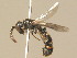 ( - BC ZSM HYM 19883)  @12 [ ] CreativeCommons - Attribution Non-Commercial Share-Alike (2015) Unspecified SNSB, Zoologische Staatssammlung Muenchen