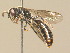  ( - BC ZSM HYM 19884)  @12 [ ] CreativeCommons - Attribution Non-Commercial Share-Alike (2015) Unspecified SNSB, Zoologische Staatssammlung Muenchen