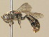  ( - BC ZSM HYM 19885)  @12 [ ] CreativeCommons - Attribution Non-Commercial Share-Alike (2015) Unspecified SNSB, Zoologische Staatssammlung Muenchen