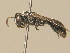  ( - BC ZSM HYM 19886)  @12 [ ] CreativeCommons - Attribution Non-Commercial Share-Alike (2015) Unspecified SNSB, Zoologische Staatssammlung Muenchen