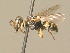  ( - BC ZSM HYM 19896)  @12 [ ] CreativeCommons - Attribution Non-Commercial Share-Alike (2015) Unspecified SNSB, Zoologische Staatssammlung Muenchen