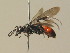  (Priocnemis coriacea - BC ZSM HYM 19901)  @13 [ ] CreativeCommons - Attribution Non-Commercial Share-Alike (2015) Unspecified SNSB, Zoologische Staatssammlung Muenchen