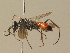  ( - BC ZSM HYM 19902)  @12 [ ] CreativeCommons - Attribution Non-Commercial Share-Alike (2015) Unspecified SNSB, Zoologische Staatssammlung Muenchen