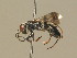  ( - BC ZSM HYM 19911)  @13 [ ] CreativeCommons - Attribution Non-Commercial Share-Alike (2015) Unspecified SNSB, Zoologische Staatssammlung Muenchen