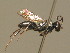  ( - BC ZSM HYM 19912)  @13 [ ] CreativeCommons - Attribution Non-Commercial Share-Alike (2015) Unspecified SNSB, Zoologische Staatssammlung Muenchen