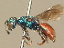  (Hedychridium roseum - BC ZSM HYM 19921)  @14 [ ] CreativeCommons - Attribution Non-Commercial Share-Alike (2015) Unspecified SNSB, Zoologische Staatssammlung Muenchen