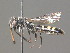  ( - BC ZSM HYM 19939)  @13 [ ] CreativeCommons - Attribution Non-Commercial Share-Alike (2015) Unspecified SNSB, Zoologische Staatssammlung Muenchen