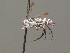  ( - BC ZSM HYM 19953)  @13 [ ] CreativeCommons - Attribution Non-Commercial Share-Alike (2015) Unspecified SNSB, Zoologische Staatssammlung Muenchen