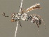  ( - BC ZSM HYM 19963)  @15 [ ] CreativeCommons - Attribution Non-Commercial Share-Alike (2015) Unspecified SNSB, Zoologische Staatssammlung Muenchen