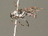  ( - BC ZSM HYM 19964)  @13 [ ] CreativeCommons - Attribution Non-Commercial Share-Alike (2015) Unspecified SNSB, Zoologische Staatssammlung Muenchen