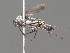  ( - BC ZSM HYM 19968)  @13 [ ] CreativeCommons - Attribution Non-Commercial Share-Alike (2015) Unspecified SNSB, Zoologische Staatssammlung Muenchen