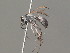  ( - BC ZSM HYM 19971)  @14 [ ] CreativeCommons - Attribution Non-Commercial Share-Alike (2015) Unspecified SNSB, Zoologische Staatssammlung Muenchen