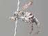  ( - BC ZSM HYM 19974)  @12 [ ] CreativeCommons - Attribution Non-Commercial Share-Alike (2015) Unspecified SNSB, Zoologische Staatssammlung Muenchen