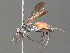  ( - BC ZSM HYM 20002)  @14 [ ] CreativeCommons - Attribution Non-Commercial Share-Alike (2015) Unspecified SNSB, Zoologische Staatssammlung Muenchen