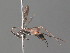  ( - BC ZSM HYM 20006)  @13 [ ] CreativeCommons - Attribution Non-Commercial Share-Alike (2015) Unspecified SNSB, Zoologische Staatssammlung Muenchen