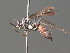  ( - BC ZSM HYM 20007)  @14 [ ] CreativeCommons - Attribution Non-Commercial Share-Alike (2015) Unspecified SNSB, Zoologische Staatssammlung Muenchen