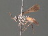  ( - BC ZSM HYM 20009)  @13 [ ] CreativeCommons - Attribution Non-Commercial Share-Alike (2015) Unspecified SNSB, Zoologische Staatssammlung Muenchen
