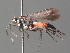  (Anoplius pseudinfuscatus - BC ZSM HYM 20012)  @14 [ ] CreativeCommons - Attribution Non-Commercial Share-Alike (2015) Unspecified SNSB, Zoologische Staatssammlung Muenchen