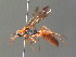  ( - BC ZSM HYM 20015)  @14 [ ] CreativeCommons - Attribution Non-Commercial Share-Alike (2015) Unspecified SNSB, Zoologische Staatssammlung Muenchen