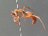 ( - BC ZSM HYM 20016)  @13 [ ] CreativeCommons - Attribution Non-Commercial Share-Alike (2015) Unspecified SNSB, Zoologische Staatssammlung Muenchen