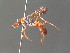  ( - BC ZSM HYM 20017)  @14 [ ] CreativeCommons - Attribution Non-Commercial Share-Alike (2015) Unspecified SNSB, Zoologische Staatssammlung Muenchen