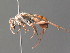  ( - BC ZSM HYM 20019)  @13 [ ] CreativeCommons - Attribution Non-Commercial Share-Alike (2015) Unspecified SNSB, Zoologische Staatssammlung Muenchen