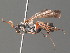  (Episyron nubicus - BC ZSM HYM 20022)  @14 [ ] CreativeCommons - Attribution Non-Commercial Share-Alike (2015) Unspecified SNSB, Zoologische Staatssammlung Muenchen