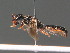  (Meriini - BC ZSM HYM 20024)  @14 [ ] CreativeCommons - Attribution Non-Commercial Share-Alike (2015) Unspecified SNSB, Zoologische Staatssammlung Muenchen